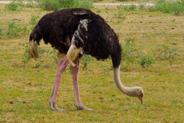 Avestruces: características, tipos, dónde viven y qué comen - ¿Qué comen los avestruces?