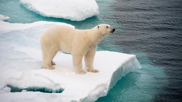 El deshielo no solo sube el nivel del mar: estos son otros efectos menos conocidos - Alteraciones en los ecosistemas y la fauna