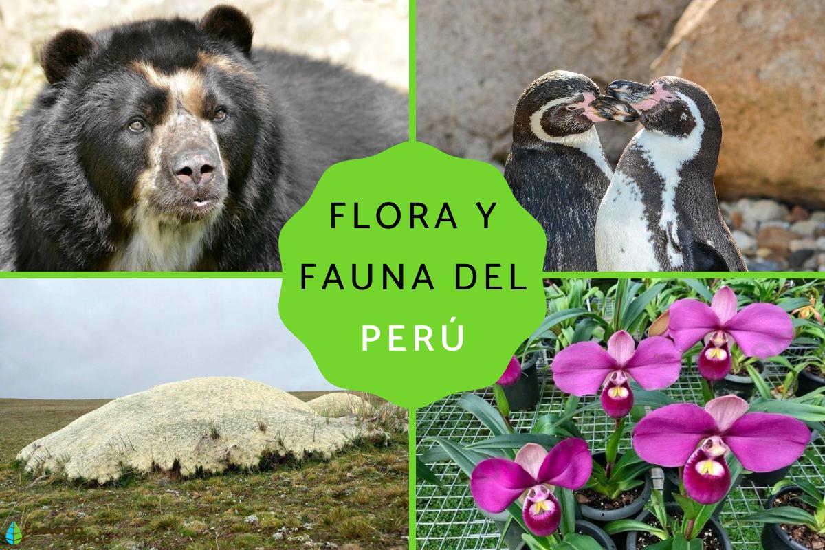 Flora y fauna del Perú