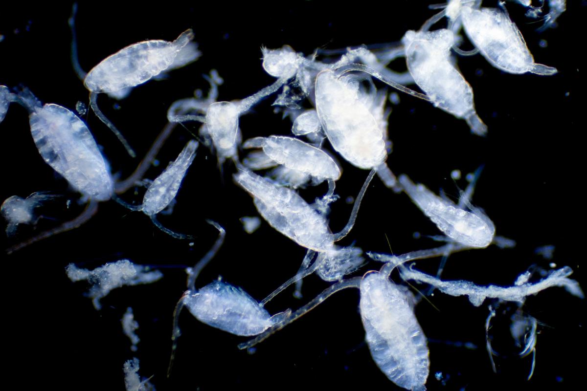 Plancton: qué es y tipos