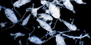 Plancton: qué es y tipos