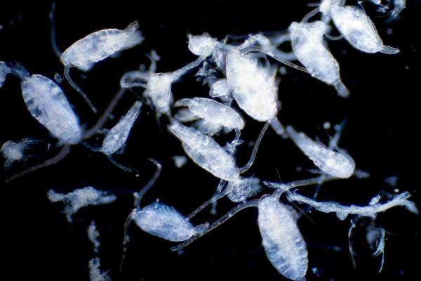 Plancton: qué es y tipos