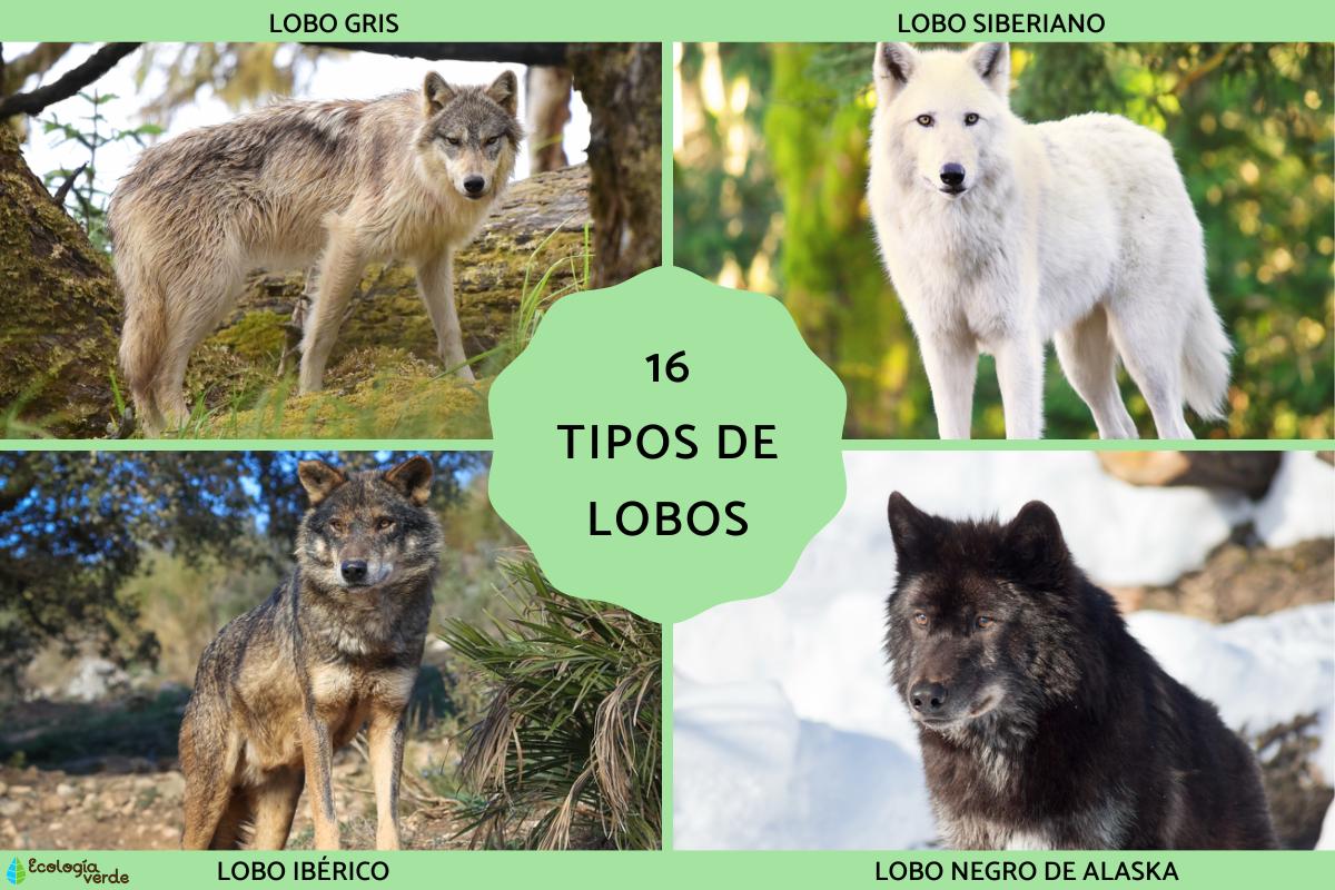 Tipos de lobos