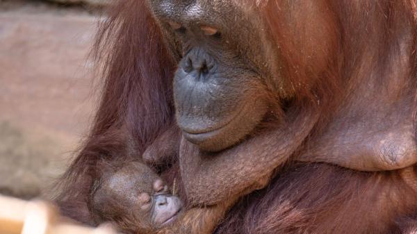 Nace un orangután de Borneo en España: un momento clave para una especie en peligro crítico - Cuando cada nacimiento de orangután de Borneo se convierte en una esperanza real