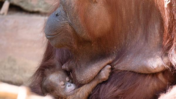 Nace un orangután de Borneo en España: un momento clave para una especie en peligro crítico - El orangután de Borneo sobrevive al borde del abismo: una especie en peligro crítico