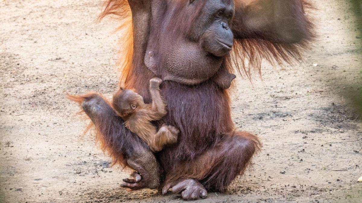 Nace un orangután de Borneo en España: un momento clave para una especie en peligro crítico