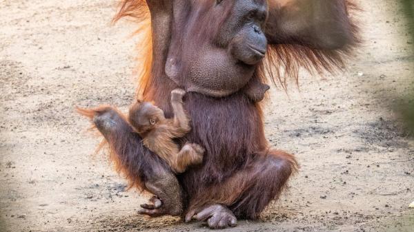 Nace un orangután de Borneo en España: un momento clave para una especie en peligro crítico
