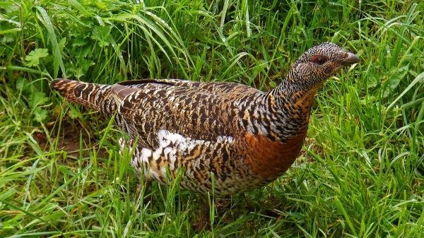 Liberaron 30 urogallos en Castilla y León para salvar la especie y seis meses después solo queda uno - De 30 ejemplares liberados a una única superviviente: así fue el inesperado desenlace