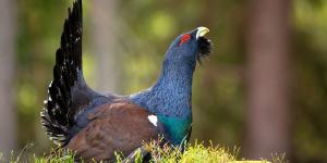 Liberaron 30 urogallos en Castilla y León para salvar la especie y seis meses después solo queda uno