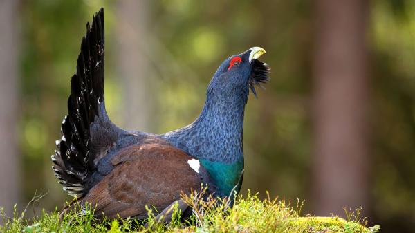 Liberaron 30 urogallos en Castilla y León para salvar la especie y seis meses después solo queda uno