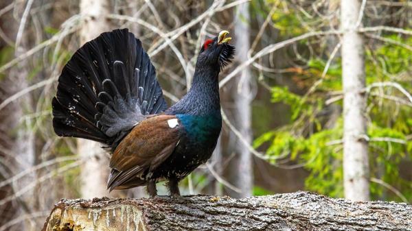 Liberaron 30 urogallos en Castilla y León para salvar la especie y seis meses después solo queda uno - Los depredadores acabaron con la mayoría de las aves liberadas