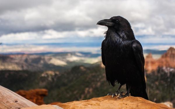 Cuervo - Reproducción