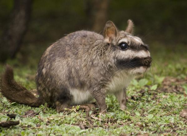 Vizcacha - Amenazas y conservación de la vizcacha