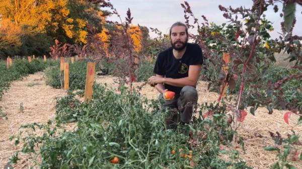 Un agricultor logra germinar unas semillas de tomate guardadas durante 110 años y resucita una variedad tradicional castellana - Así es el antiguo tomate castellano: pequeño, irregular y con un sabor inigualable