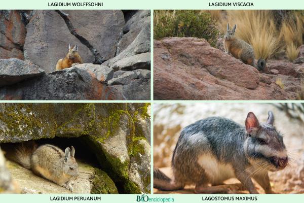 Vizcacha - Características de la vizcacha