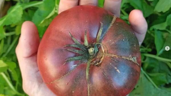 Un agricultor logra germinar unas semillas de tomate guardadas durante 110 años y resucita una variedad tradicional castellana - Cómo han podido sobrevivir unas semillas durante más de un siglo sin estropearse