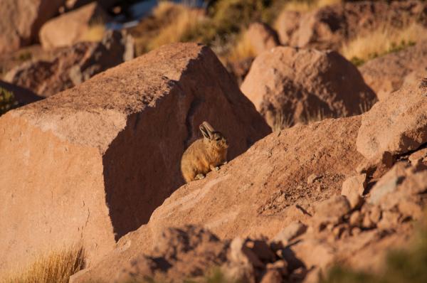 Vizcacha - Dónde vive la vizcacha