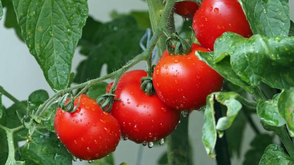 Un agricultor logra germinar unas semillas de tomate guardadas durante 110 años y resucita una variedad tradicional castellana - Las semillas tradicionales esconden una ventaja clave frente al cambio climático