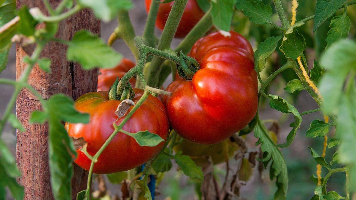 Un agricultor logra germinar unas semillas de tomate guardadas durante 110 años y resucita una variedad tradicional castellana