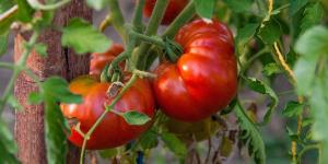 Un agricultor logra germinar unas semillas de tomate guardadas durante 110 años y resucita una variedad tradicional castellana