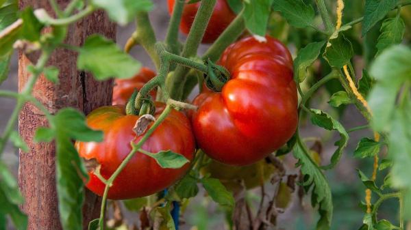 Un agricultor logra germinar unas semillas de tomate guardadas durante 110 años y resucita una variedad tradicional castellana