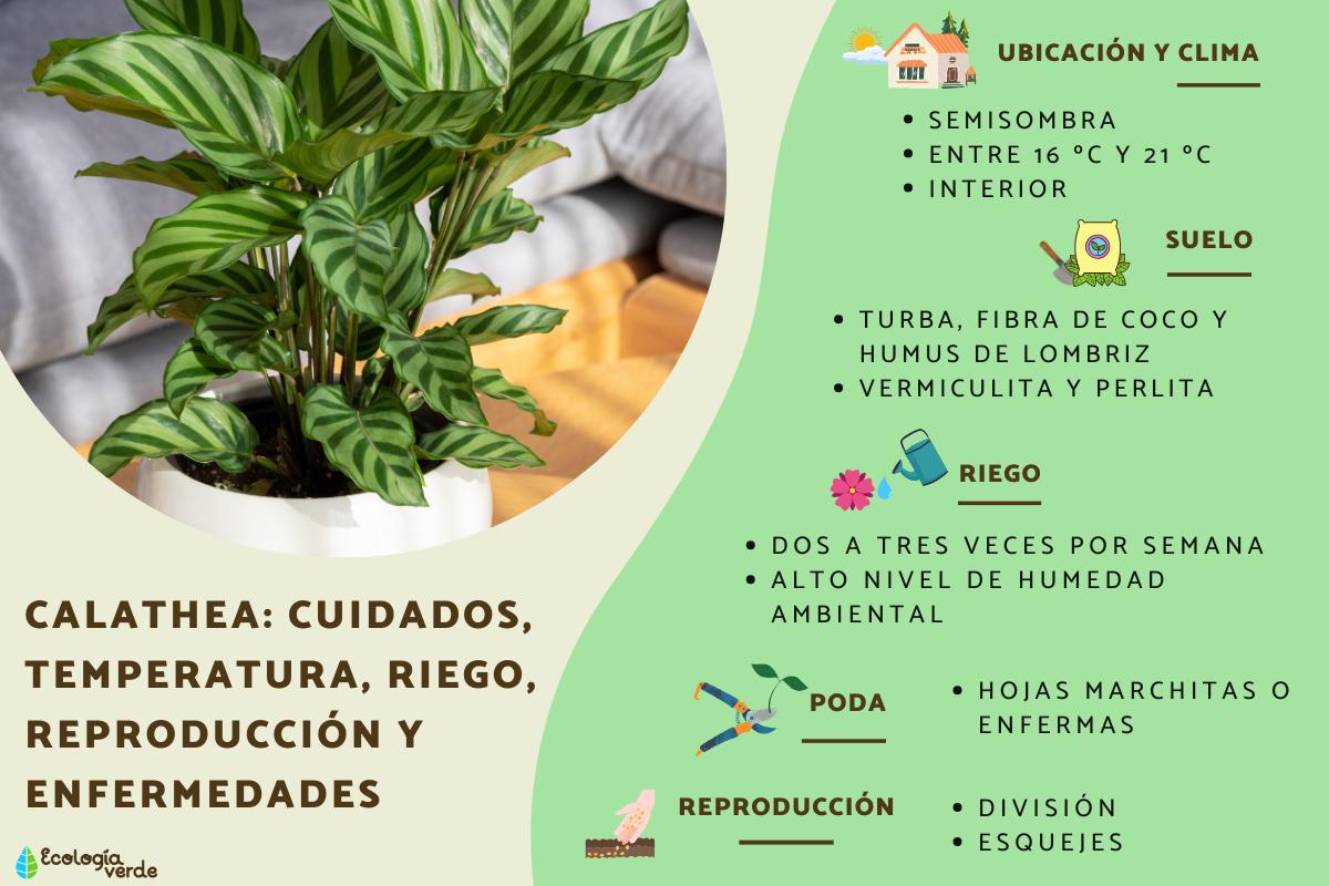 Calathea: cuidados, temperatura, riego, reproducción y enfermedades
