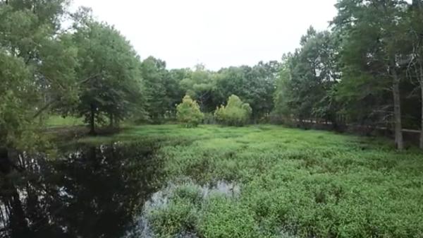 Una pareja de Mississippi pasó 20 años reconstruyendo un bosque en su propiedad y este verano llegaron agentes de conservación con 500 ranas raras de Estados Unidos para liberarlas - Durante 20 años recuperaron un bosque que estaba muy degradado