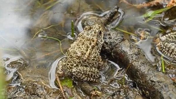 Una pareja de Mississippi pasó 20 años reconstruyendo un bosque en su propiedad y este verano llegaron agentes de conservación con 500 ranas raras de Estados Unidos para liberarlas - El objetivo ahora es conseguir que las ranas formen una población estable