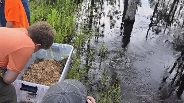 Una pareja de Mississippi pasó 20 años reconstruyendo un bosque en su propiedad y este verano llegaron agentes de conservación con 500 ranas raras de Estados Unidos para liberarlas - Entonces llegaron casi 500 ranas criadas en cautividad