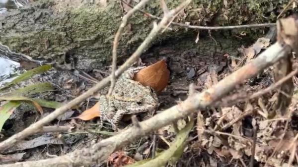 Una pareja de Mississippi pasó 20 años reconstruyendo un bosque en su propiedad y este verano llegaron agentes de conservación con 500 ranas raras de Estados Unidos para liberarlas - La rana que llegó a tener una única población conocida en todo el mundo