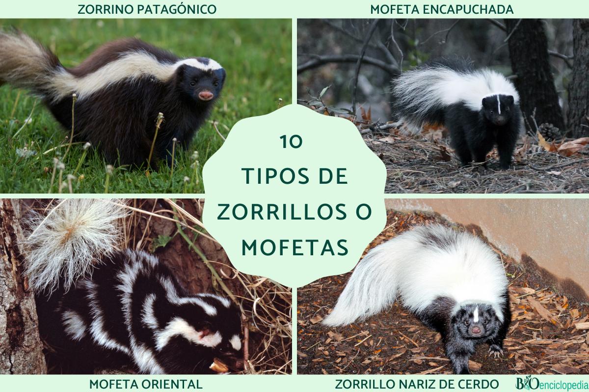 Tipos de zorrillos o mofetas