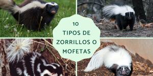 Tipos de zorrillos o mofetas