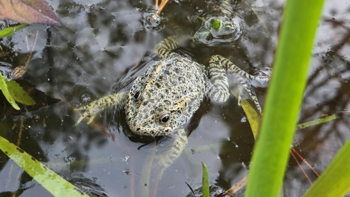 Una pareja de Mississippi pasó 20 años reconstruyendo un bosque en su propiedad y este verano llegaron agentes de conservación con 500 ranas raras de Estados Unidos para liberarlas