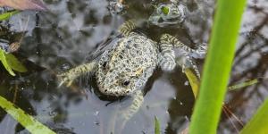 Una pareja de Mississippi pasó 20 años reconstruyendo un bosque en su propiedad y este verano llegaron agentes de conservación con 500 ranas raras de Estados Unidos para liberarlas