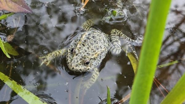Una pareja de Mississippi pasó 20 años reconstruyendo un bosque en su propiedad y este verano llegaron agentes de conservación con 500 ranas raras de Estados Unidos para liberarlas