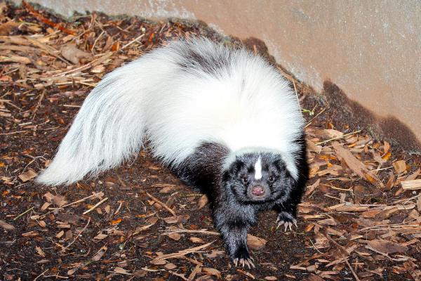 Tipos de zorrillos o mofetas - Zorrillo nariz de cerdo (Conepatus leuconotus)