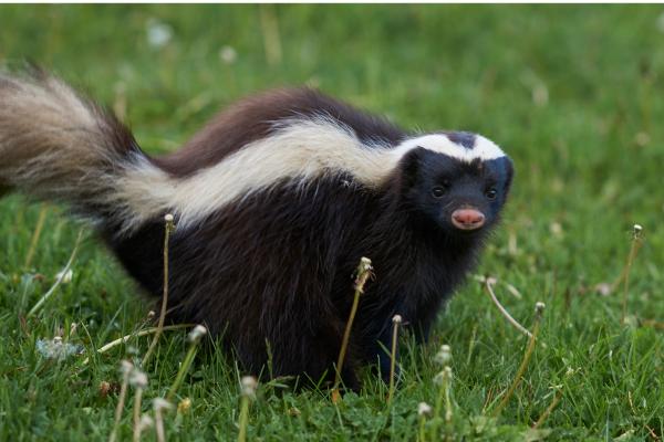Tipos de zorrillos o mofetas - Zorrino patagónico (Conepatus humboldtii)