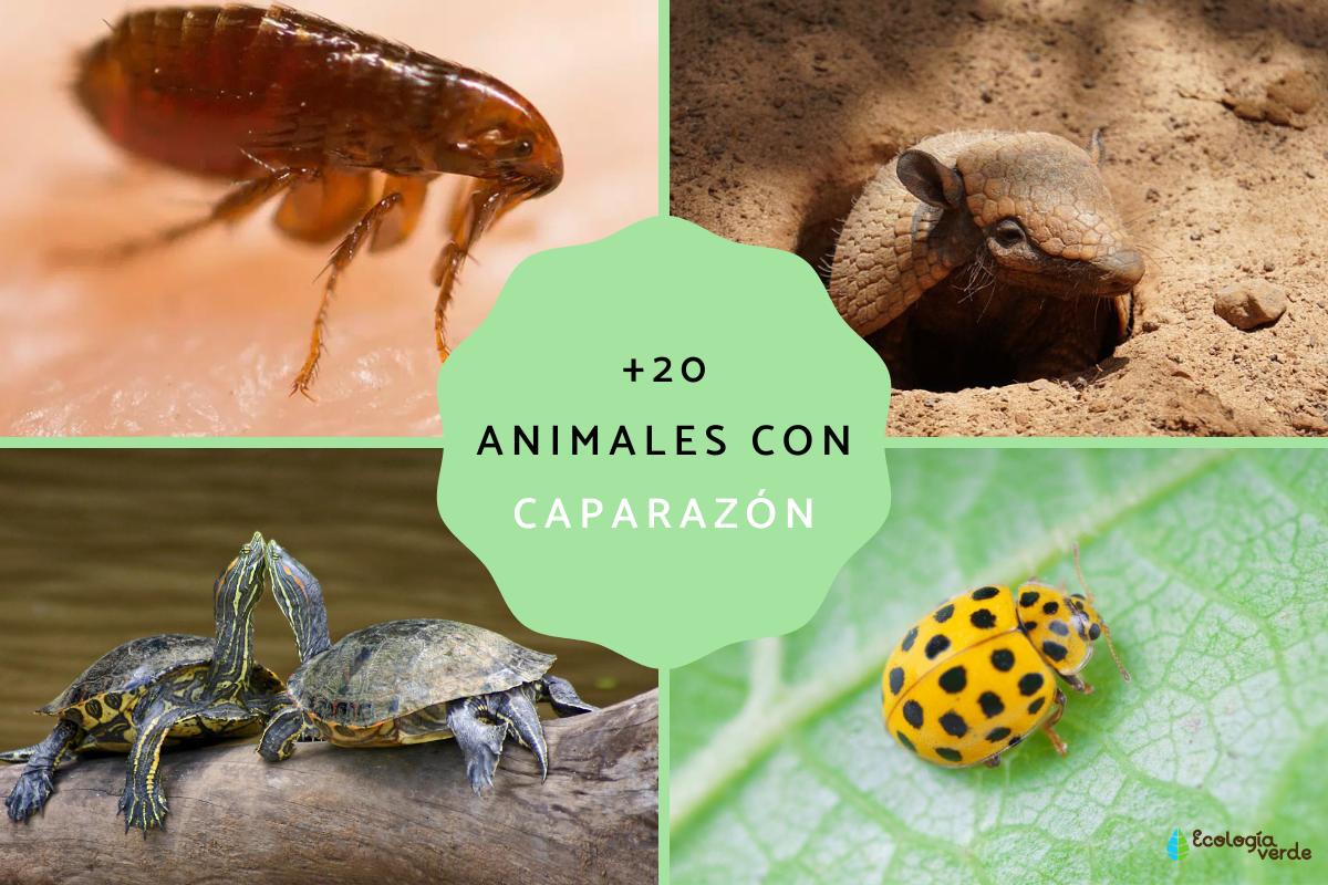 Animales con caparazón