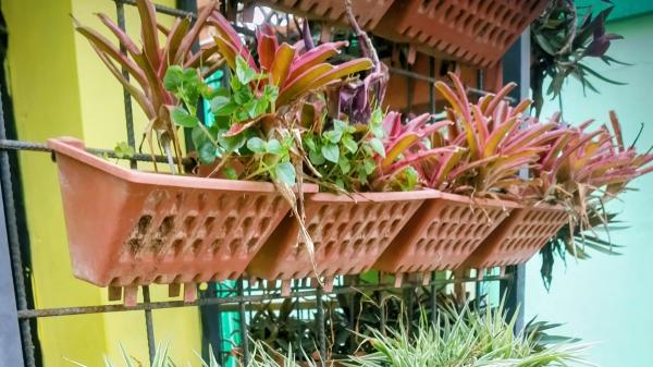 Las macetas tradicionales pasan a un segundo plano: la tendencia que gana fuerza para aprovechar al máximo los balcones pequeños - La jardinería vertical aprovecha las paredes del balcón