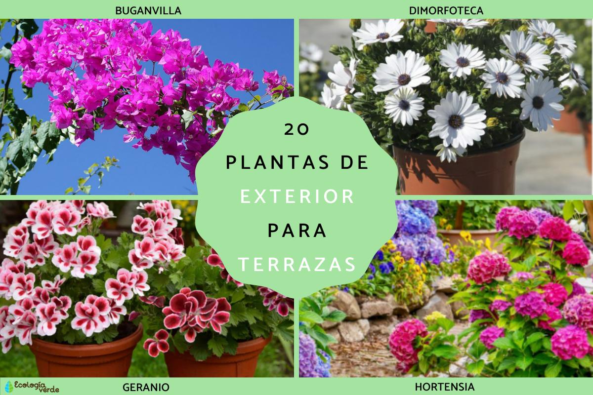 Plantas de exterior para terrazas