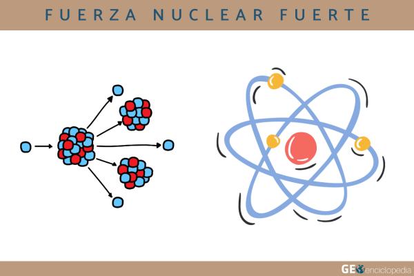 Fuerza nuclear fuerte: qué es, cómo se calcula e importancia - Cómo se calcula la fuerza nuclear fuerte