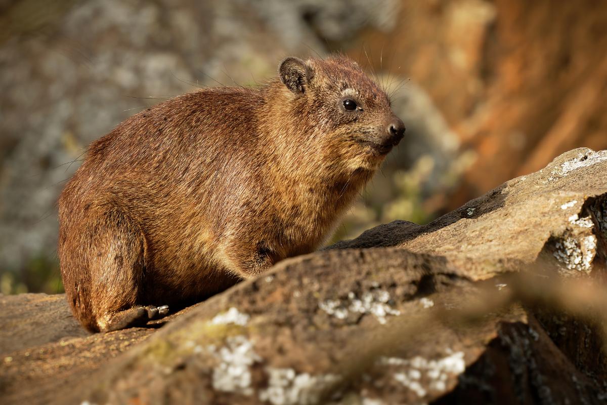 Damán o Hyrax: qué es, dónde vive, cuánto vive, alimentación y reproducción
