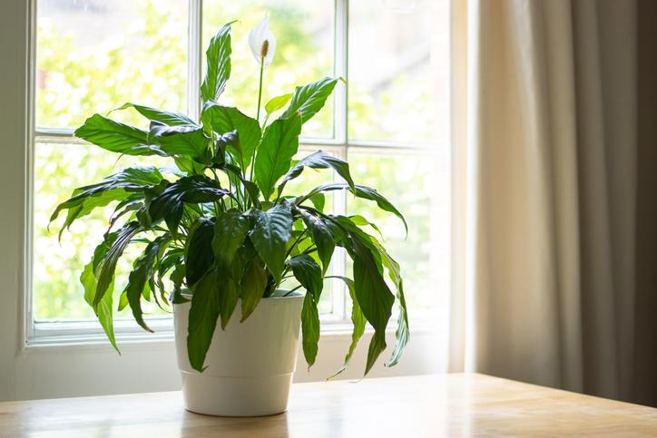 Plantas Que Absorben La Humedad Nombres Y Fotos