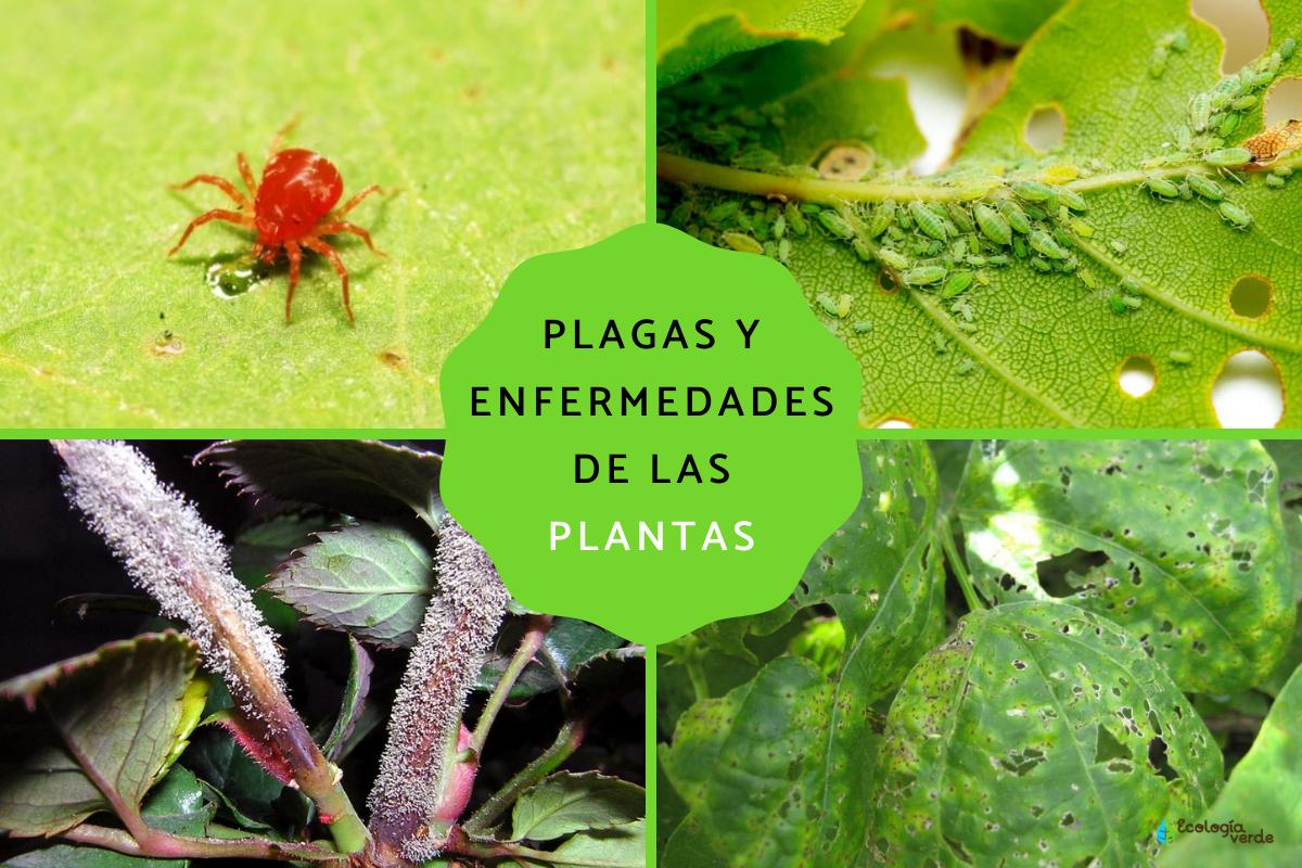 Plagas y enfermedades de las plantas: listas y cómo eliminarlas