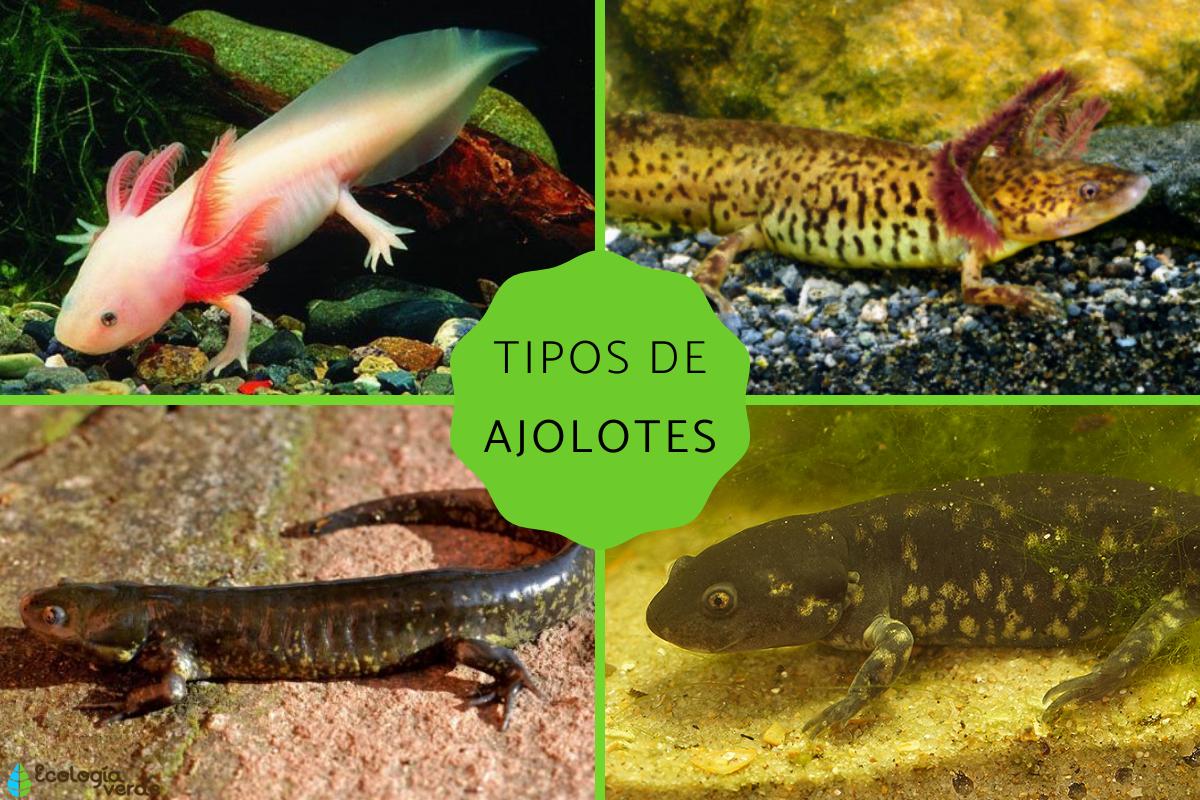 Ajolotes: tipos y características