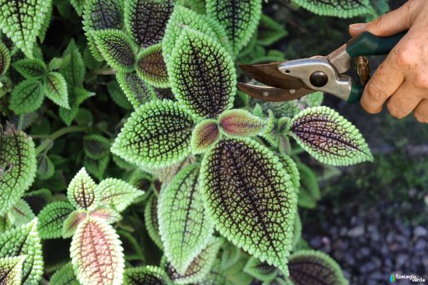 Pilea Moon Valley: cuidados, riego, reproducción y plagas - ¿Cómo podar la planta Pilea Moon Valley?