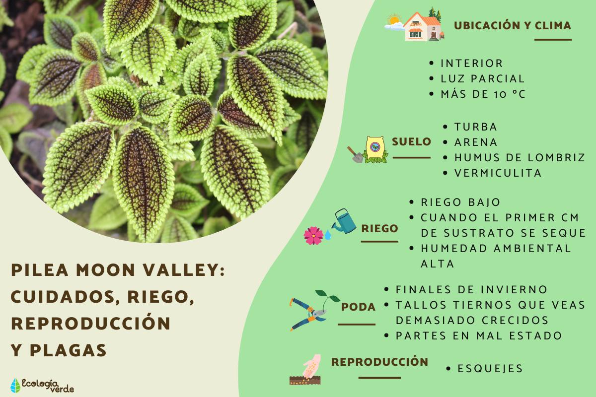 Pilea Moon Valley: cuidados, riego, reproducción y plagas