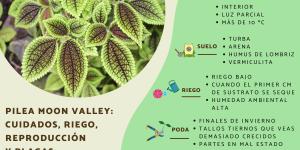 Pilea Moon Valley: cuidados, riego, reproducción y plagas