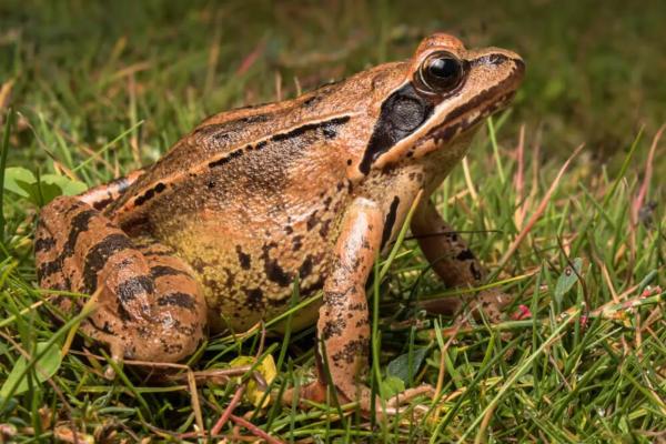 Tipos de ranas - Rana ágil (Rana dalmatina) 