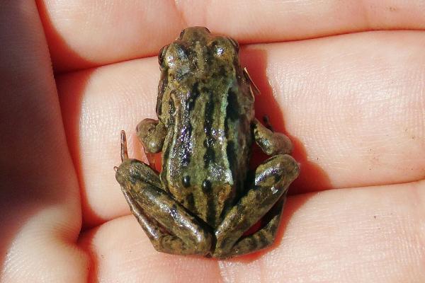 Tipos de ranas - Rana centroasiática (Rana asiatica) 